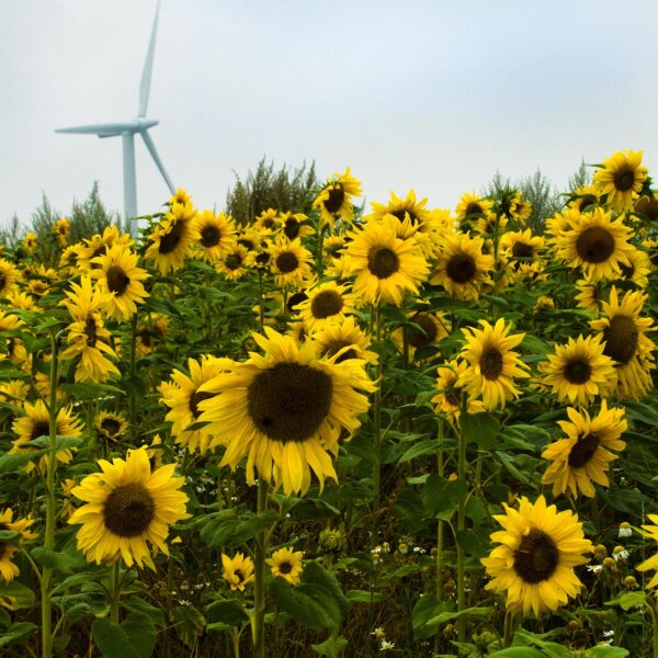 Sunflower Mittelgroßblumige Gelbe (Helianthus annuus) organic seeds