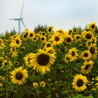 Sunflower Mittelgroßblumige Gelbe (Helianthus...