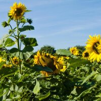 Sunflower Mittelgroßblumige Gelbe (Helianthus...