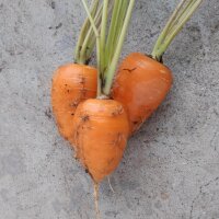 Chantenay carrot (Daucus carota) organic seeds