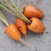 Chantenay carrot (Daucus carota) organic