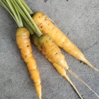 Yellow Carrot Jaune Du Doubs (Daucus carota) organic