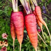 Carrot Rouge Sang (Daucus carota) organic seeds