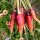 Carrot Rouge Sang (Daucus carota) organic seeds