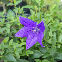 Balloon Flower Mariesii (Platycodon grandiflorus) organic...