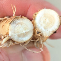 Balloon Flower Mariesii (Platycodon grandiflorus) organic seeds