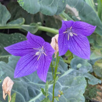 Balloon Flower Mariesii (Platycodon grandiflorus) organic seeds