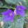 Balloon Flower Mariesii (Platycodon grandiflorus) organic seeds