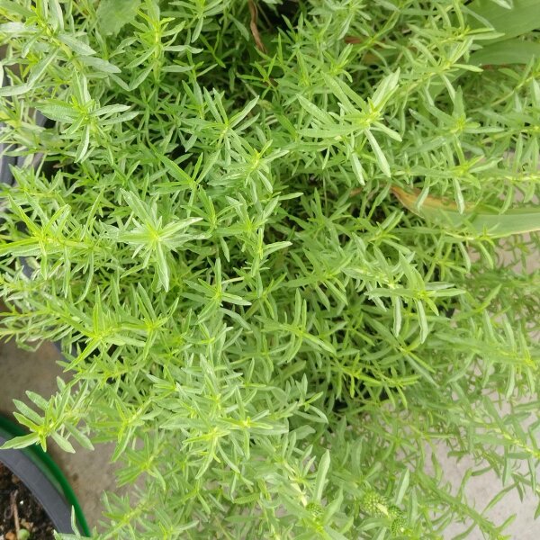 Harts Pennyroyal (Mentha cervina) organic seeds