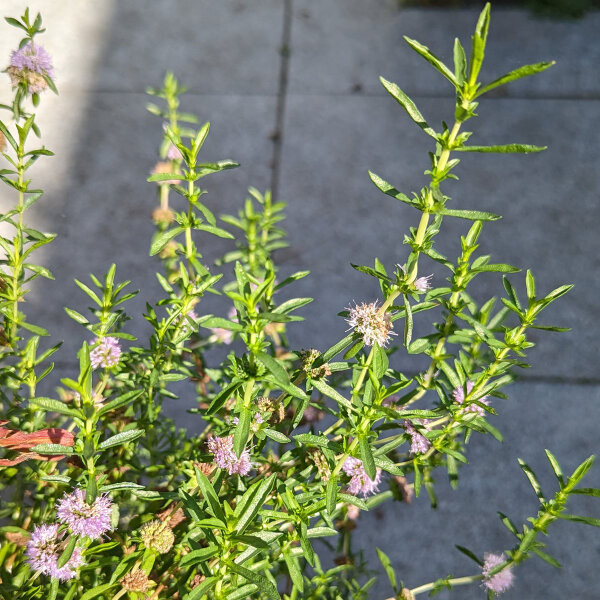 Harts Pennyroyal (Mentha cervina) organic seeds