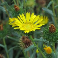 Great Valley Gumweed (Grindelia robusta) organic seeds