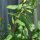 Great Valley Gumweed (Grindelia robusta) organic seeds