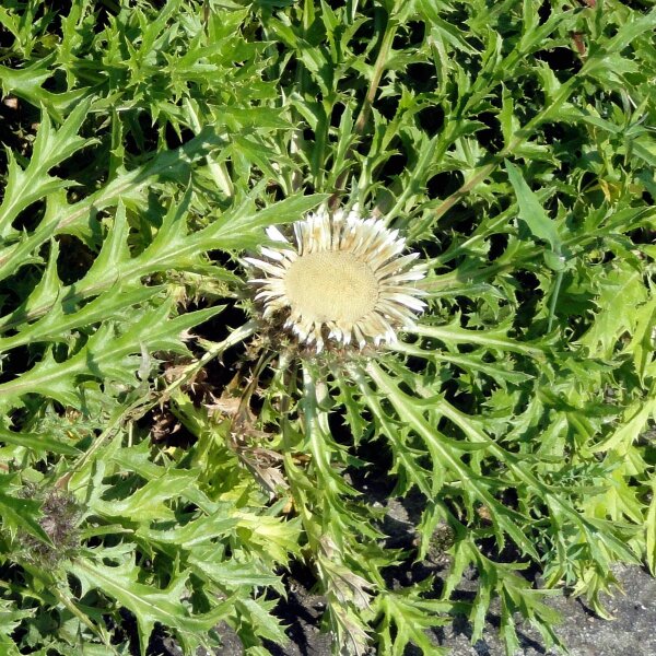 Silver Thistle (Carlina acaulis ssp.caulescens) organic seeds