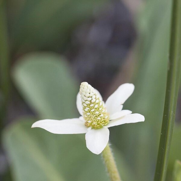 Yerba mansa / Lizard Tail (Anemopsis californica) organic seeds