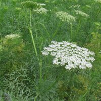 Khella / Toothpick-Plant (Ammi visnaga) organic seeds