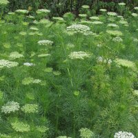 Khella / Toothpick-Plant (Ammi visnaga) organic seeds