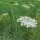 Khella / Toothpick-Plant (Ammi visnaga) organic seeds