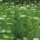 Khella / Toothpick-Plant (Ammi visnaga) organic seeds