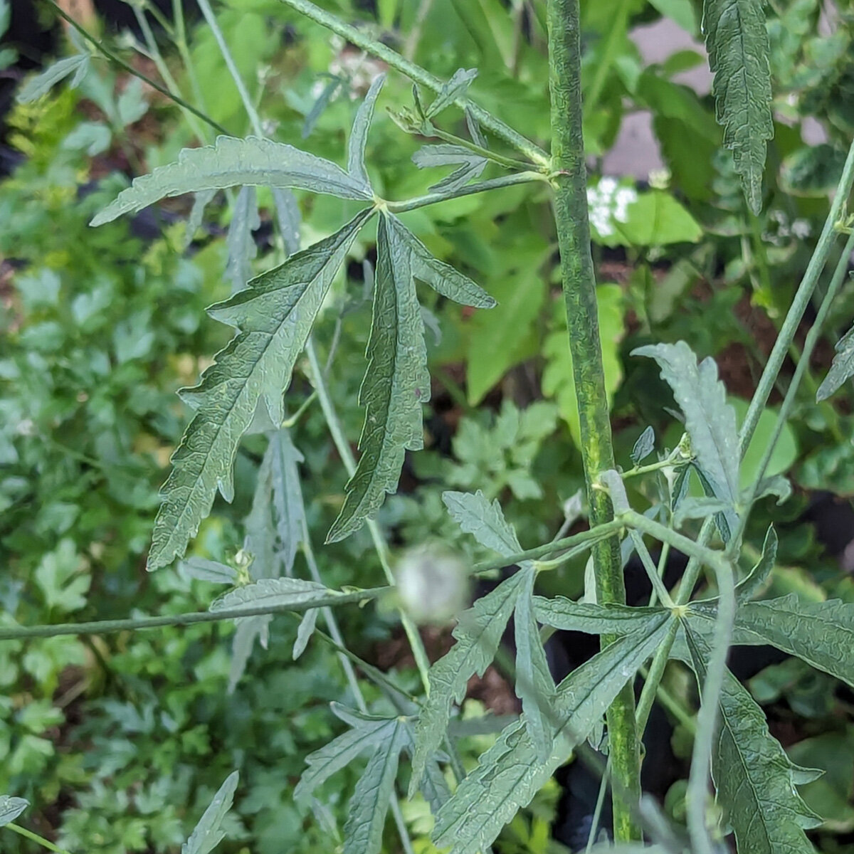 Palm Leaf Marshmallow Althaea Cannabina Organic Seeds palm-leaf-marshmallow-althaea-cannabina-organic-seeds