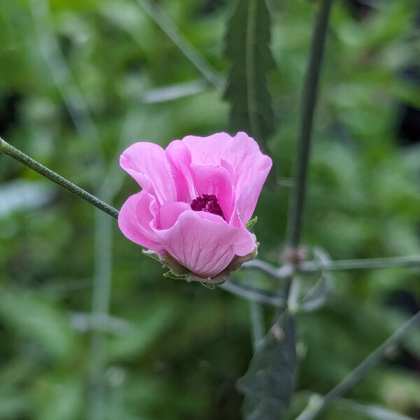 Palm-Leaf Marshmallow (Althaea cannabina) organic seeds