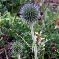 Southern Globethistle (Echinops ritro) organic seeds