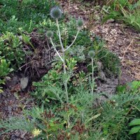 Southern Globethistle (Echinops ritro) organic seeds