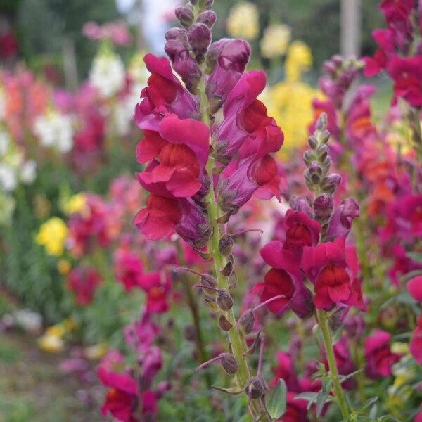 Common Snapdragon (Antirrhinum majus) organic seeds