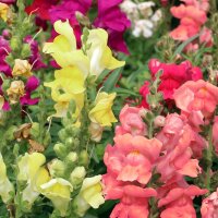 Common Snapdragon (Antirrhinum majus) organic seeds