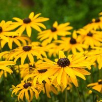 Black-Eyed Susan (Rudbeckia hirta) organic seeds