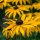 Black-Eyed Susan (Rudbeckia hirta) organic seeds