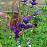 Annual Clary Sage (Salvia viridis) organic seeds