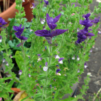 Annual Clary Sage (Salvia viridis) organic seeds