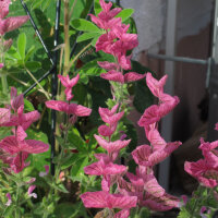 Annual Clary Sage (Salvia viridis) organic seeds