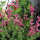 Annual Clary Sage (Salvia viridis) organic seeds