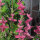 Annual Clary Sage (Salvia viridis) organic seeds