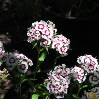 Sweet William (Dianthus barbatus) organic seeds