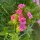 Sweet William (Dianthus barbatus) organic seeds
