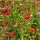 Youth-And-Age / Common Zinnia Dwarf Mix (Zinnia elegans) organic seeds