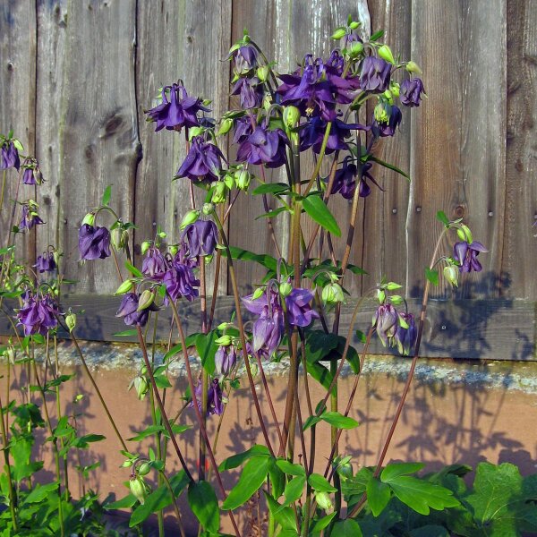 Common columbine (Aquilegia vulgaris) organic seeds