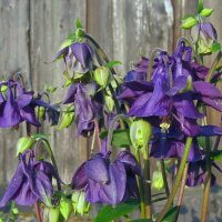 Common columbine (Aquilegia vulgaris) organic seeds