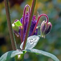 Common columbine (Aquilegia vulgaris) organic seeds