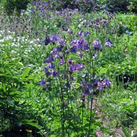 Common columbine (Aquilegia vulgaris) organic seeds