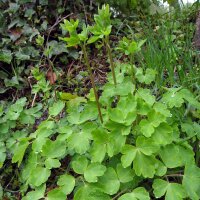 Common columbine (Aquilegia vulgaris) organic seeds