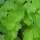 Common columbine (Aquilegia vulgaris) organic seeds