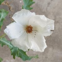 Chicalote / Prickly Poppy (Argemone platyceras) organic seeds