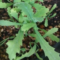 Chicalote / Prickly Poppy (Argemone platyceras) organic...