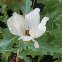 Chicalote / Prickly Poppy (Argemone platyceras) organic seeds