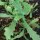 Chicalote / Prickly Poppy (Argemone platyceras) organic seeds