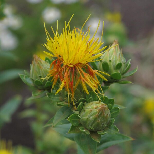 Safflower (Carthamus tinctorius) organic seeds