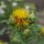 Safflower (Carthamus tinctorius) organic seeds